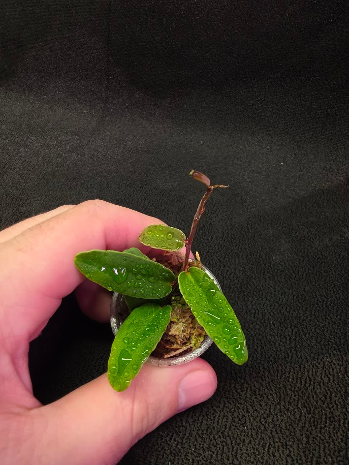 Marcgravia Sp. Highlands #03
