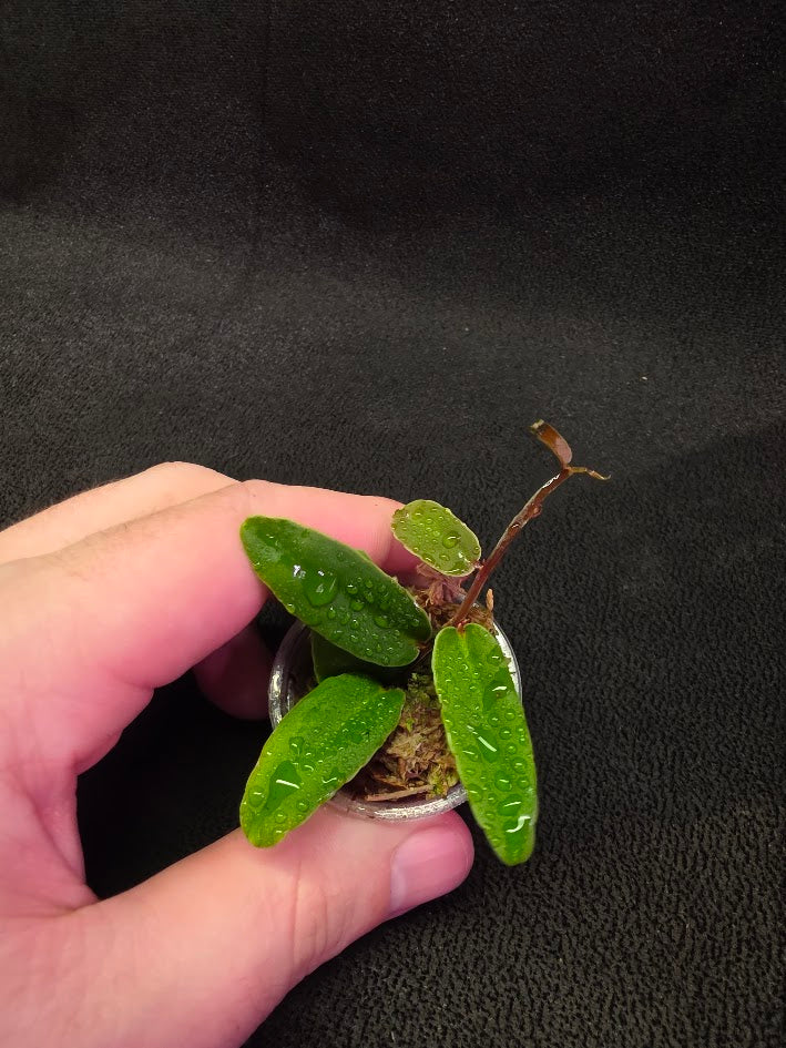 Marcgravia Sp. Highlands #03
