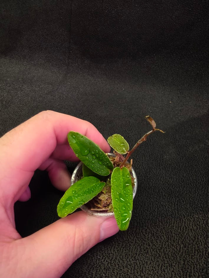 Marcgravia Sp. Highlands #03