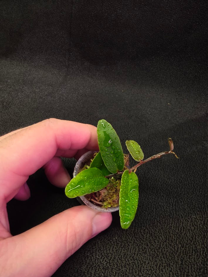 Marcgravia Sp. Highlands #03