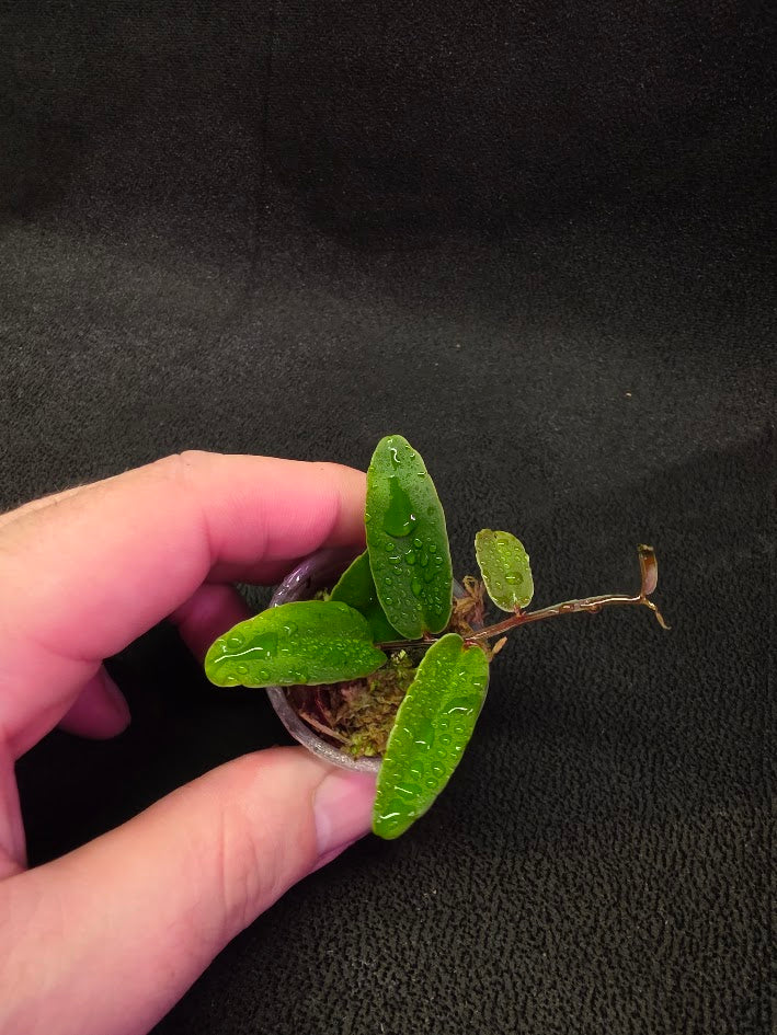 Marcgravia Sp. Highlands #03