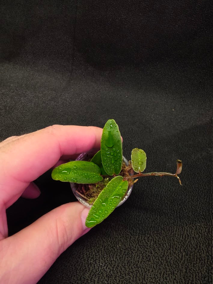 Marcgravia Sp. Highlands #03