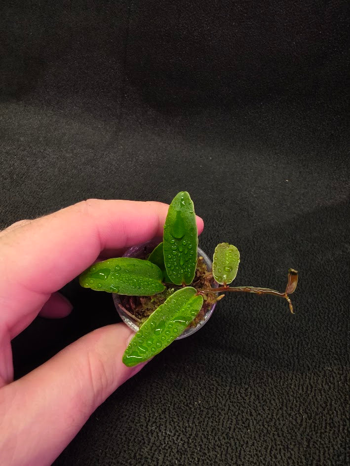Marcgravia Sp. Highlands #03