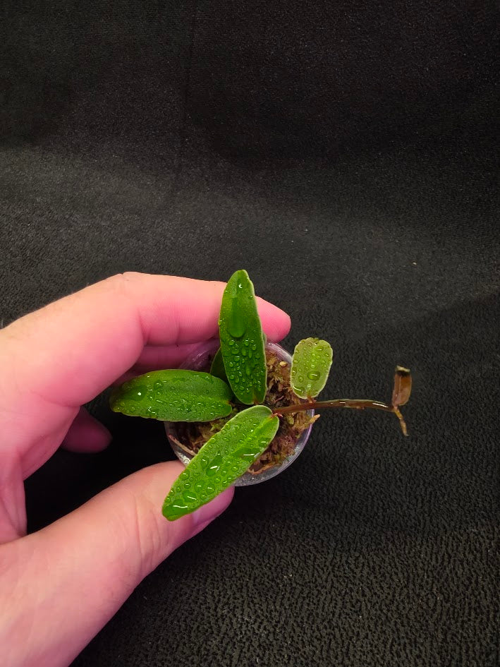 Marcgravia Sp. Highlands #03