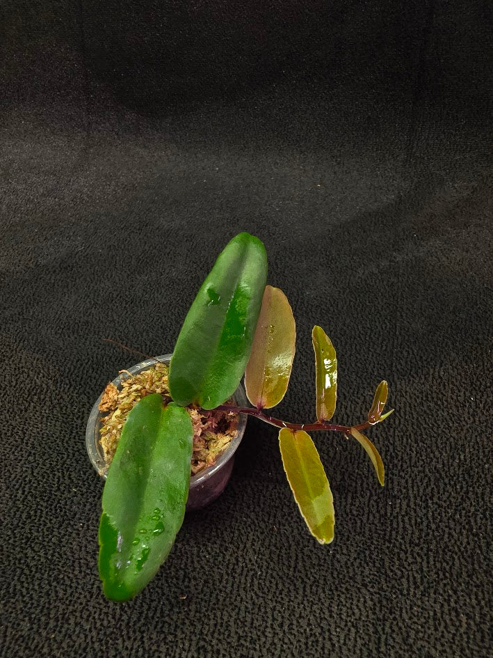 Marcgravia Sp. Highlands #04