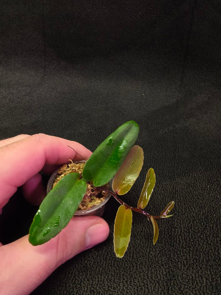 Marcgravia Sp. Highlands #04