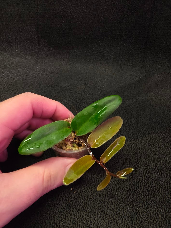 Marcgravia Sp. Highlands #04
