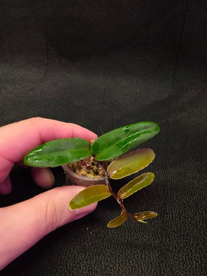 Marcgravia Sp. Highlands #04