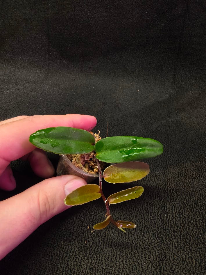 Marcgravia Sp. Highlands #04