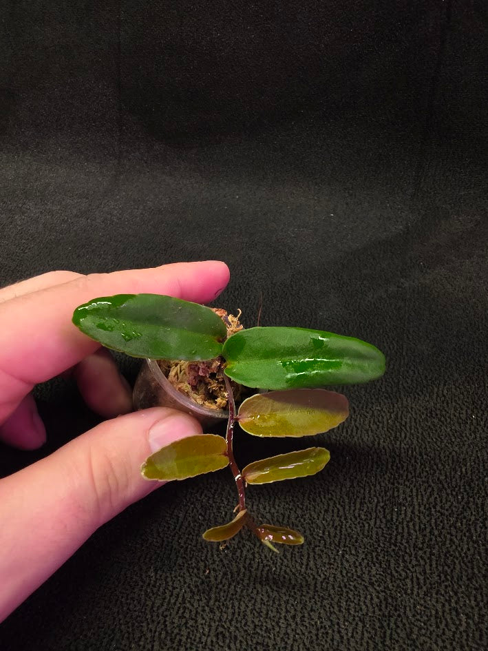 Marcgravia Sp. Highlands #04