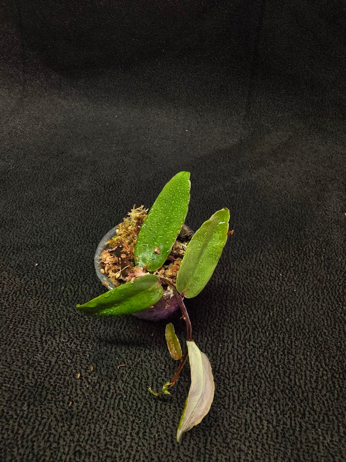 Marcgravia Sp. Highlands #05