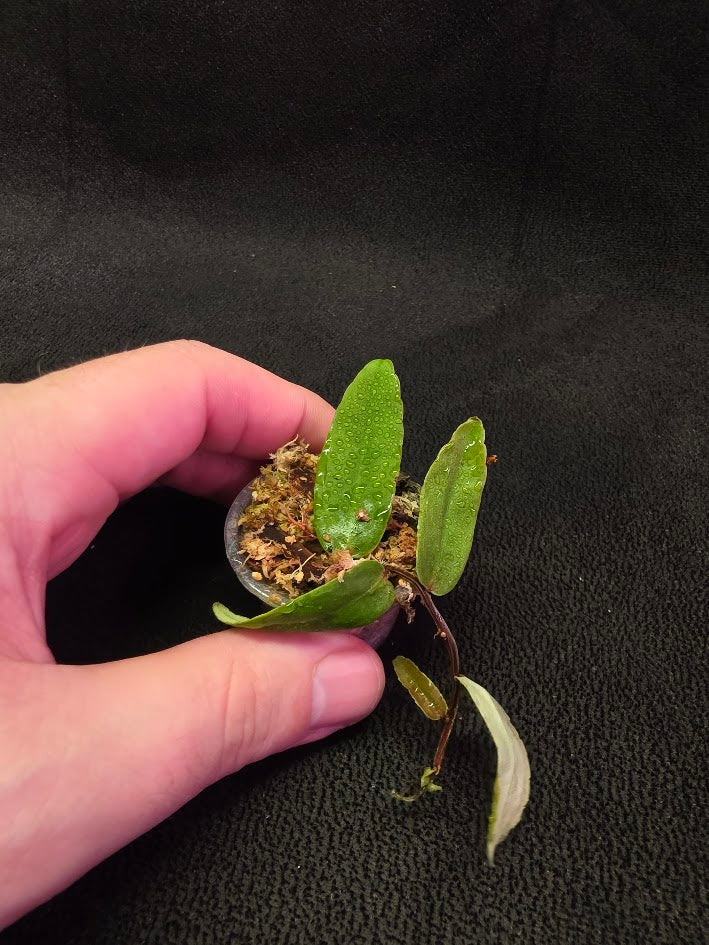 Marcgravia Sp. Highlands #05