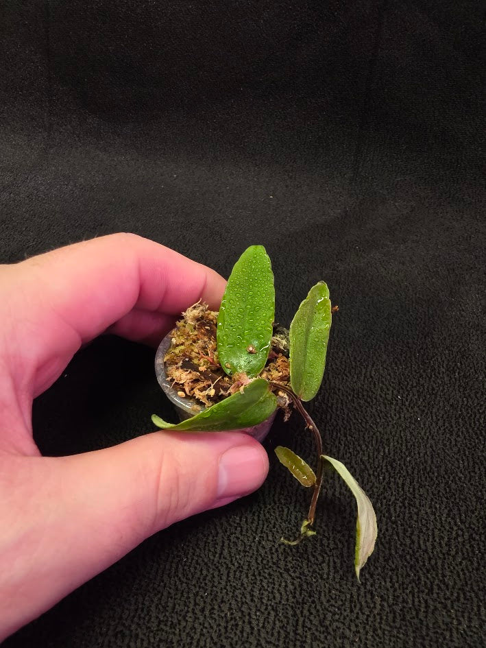 Marcgravia Sp. Highlands #05