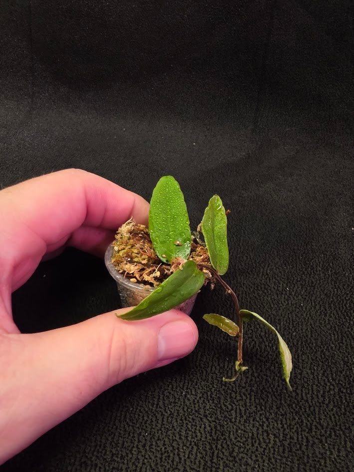 Marcgravia Sp. Highlands #05