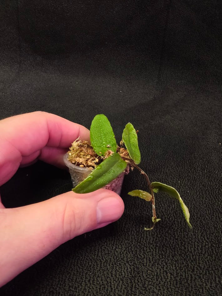 Marcgravia Sp. Highlands #05