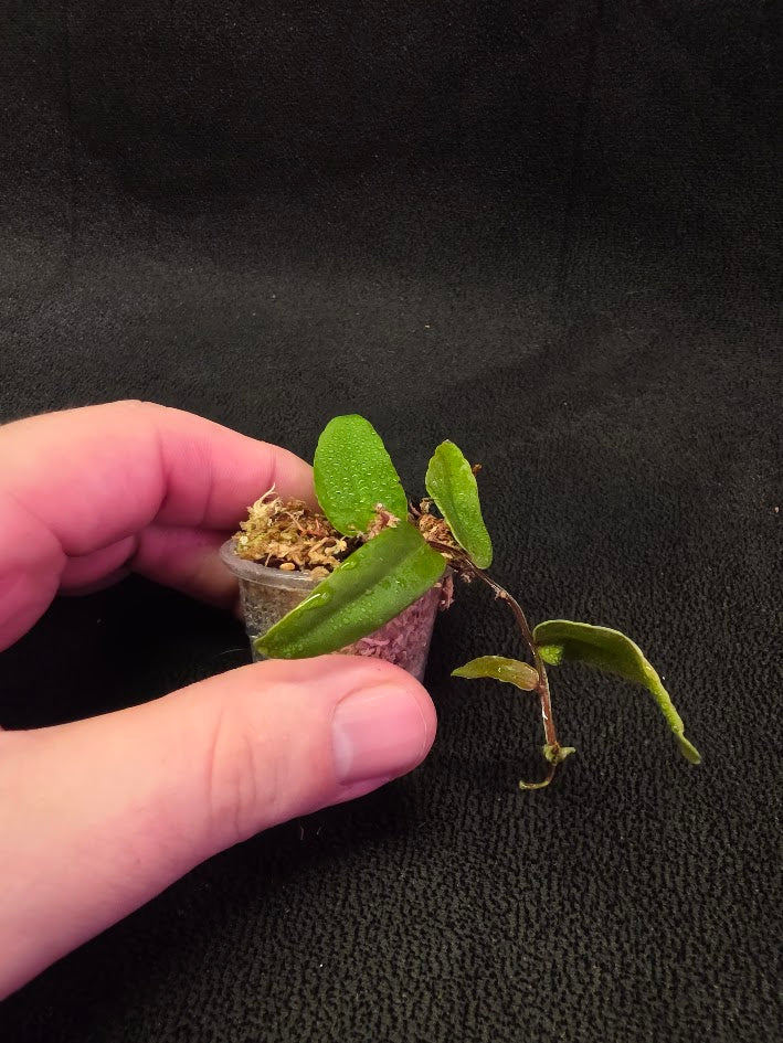 Marcgravia Sp. Highlands #05