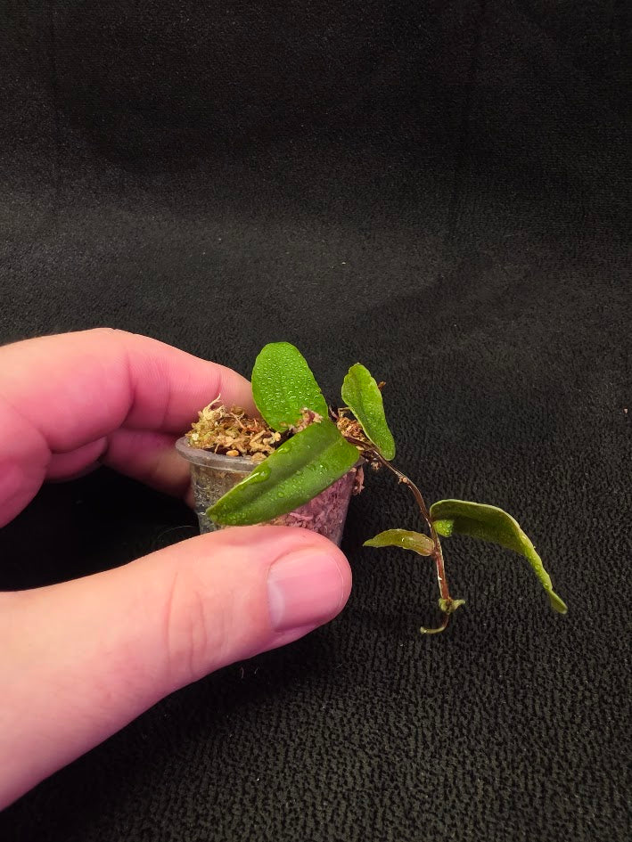Marcgravia Sp. Highlands #05