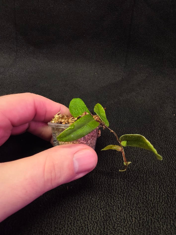 Marcgravia Sp. Highlands #05
