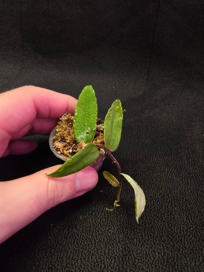 Marcgravia Sp. Highlands #05