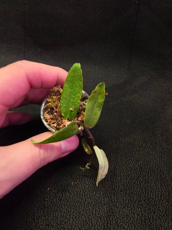 Marcgravia Sp. Highlands #05
