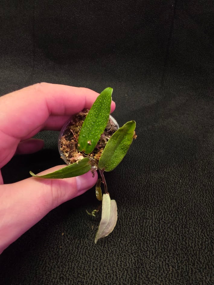 Marcgravia Sp. Highlands #05