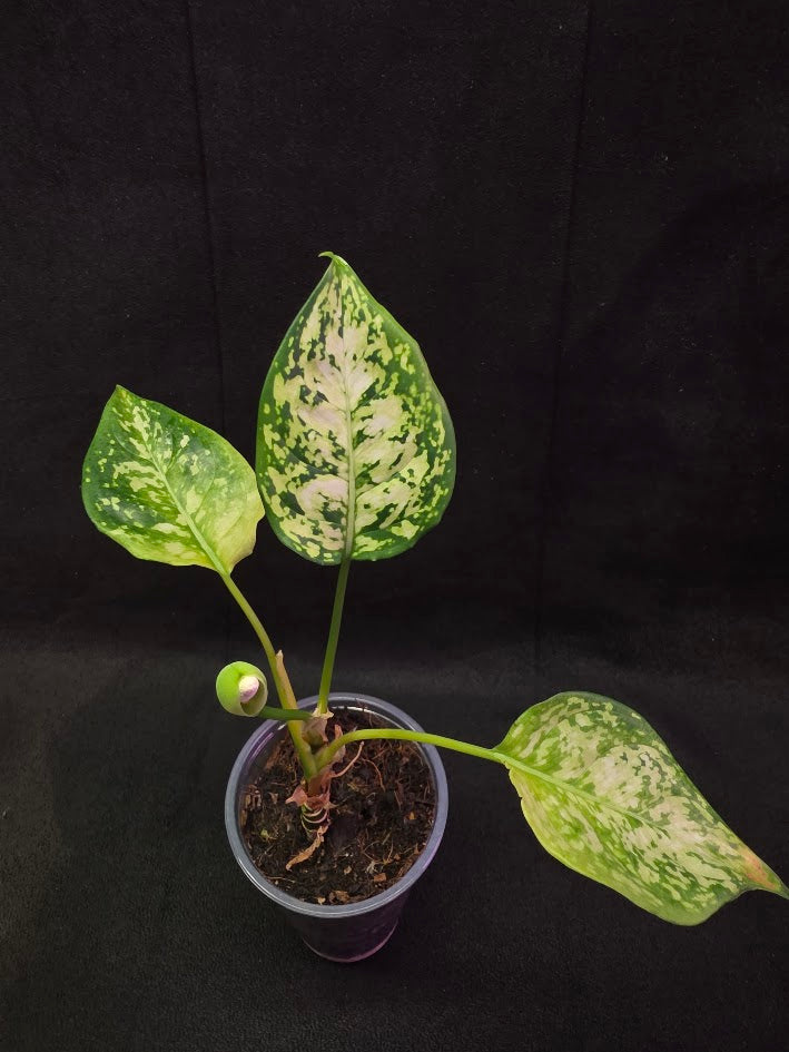 Aglaonema Bicolor #01