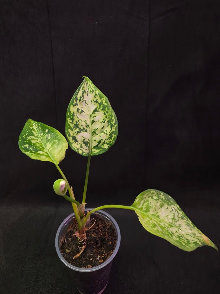 Aglaonema Bicolor #01