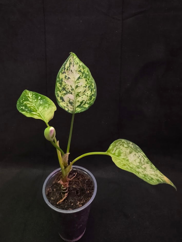 Aglaonema Bicolor #01
