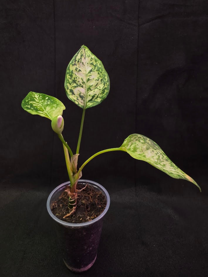 Aglaonema Bicolor #01