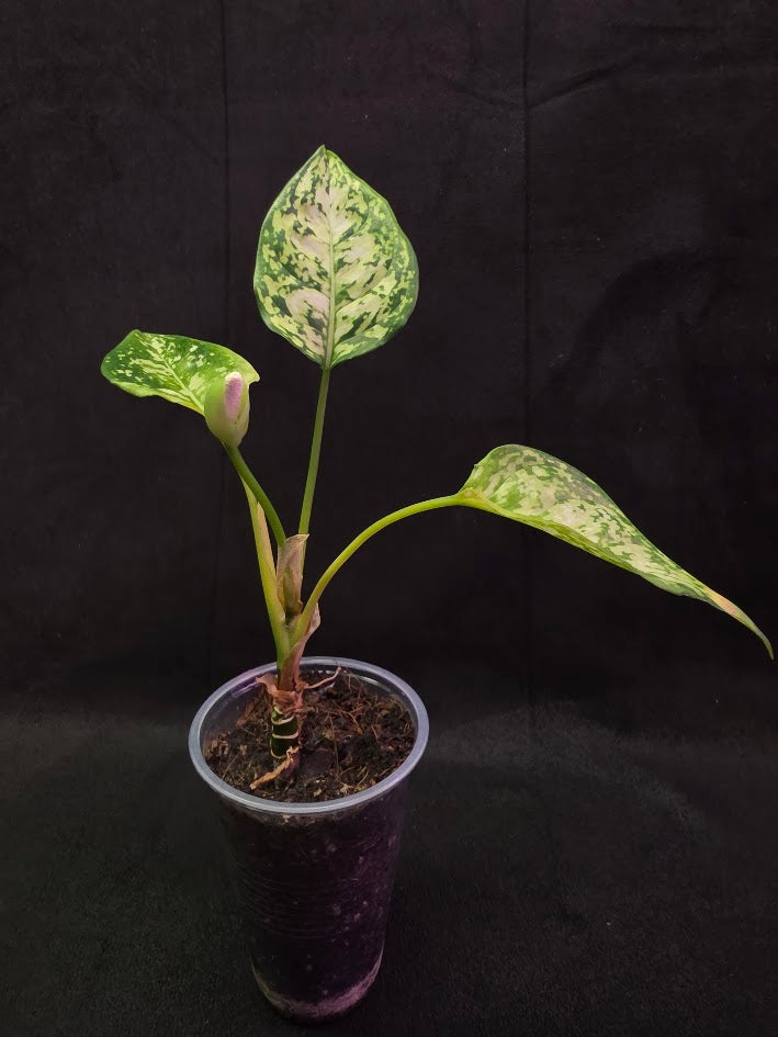Aglaonema Bicolor #01