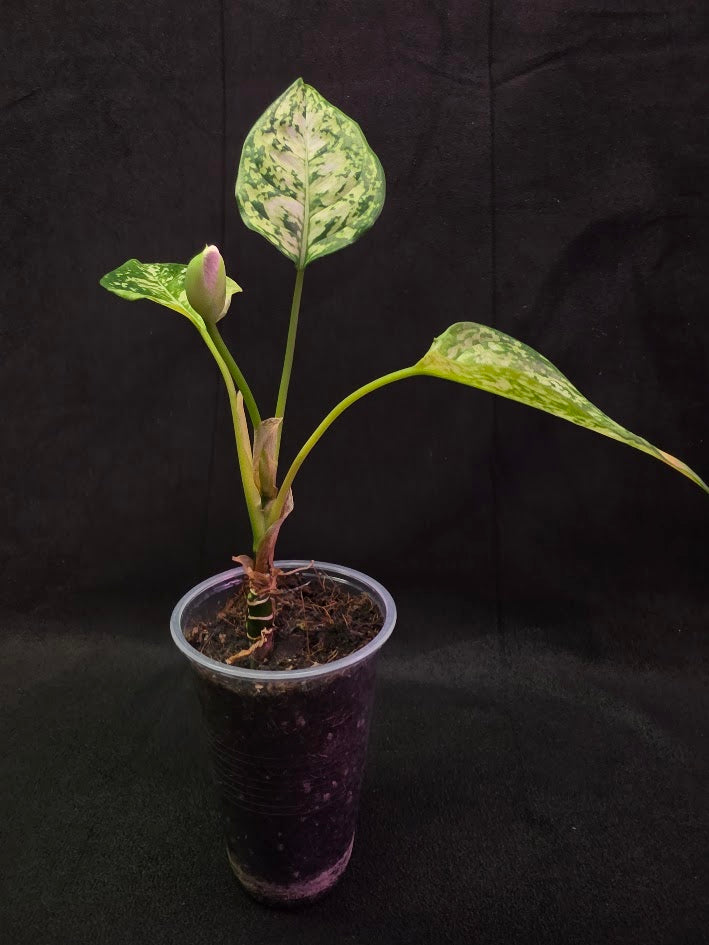 Aglaonema Bicolor #01