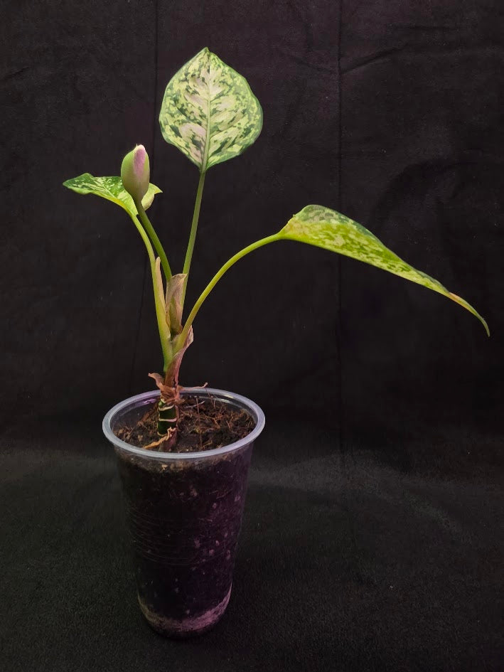 Aglaonema Bicolor #01