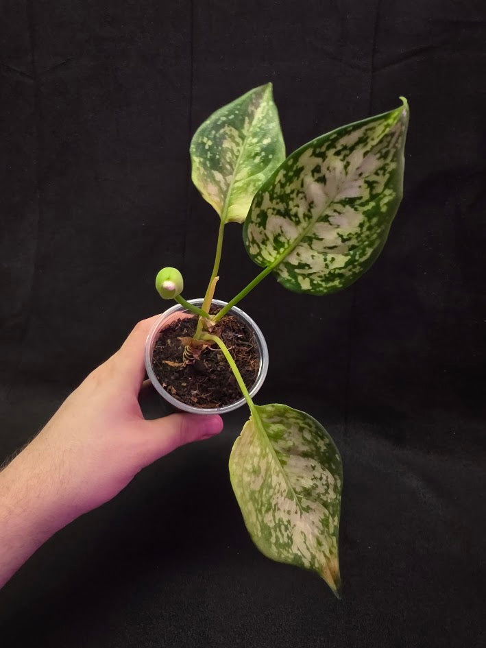 Aglaonema Bicolor #01