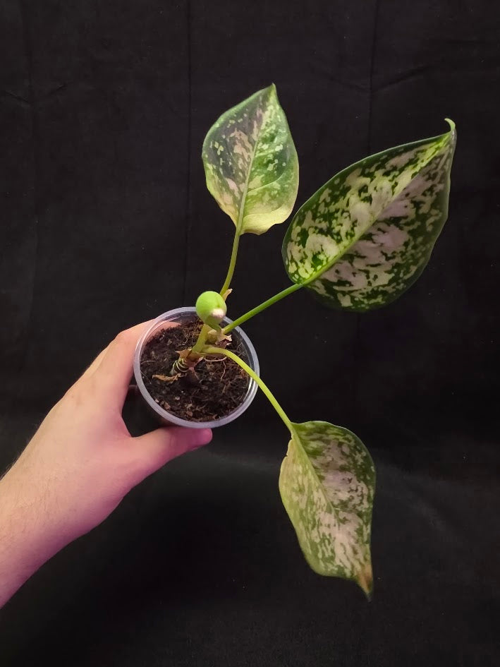 Aglaonema Bicolor #01