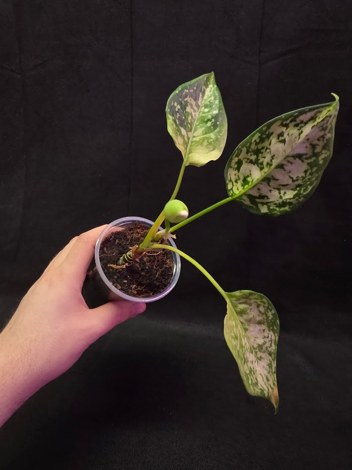 Aglaonema Bicolor #01