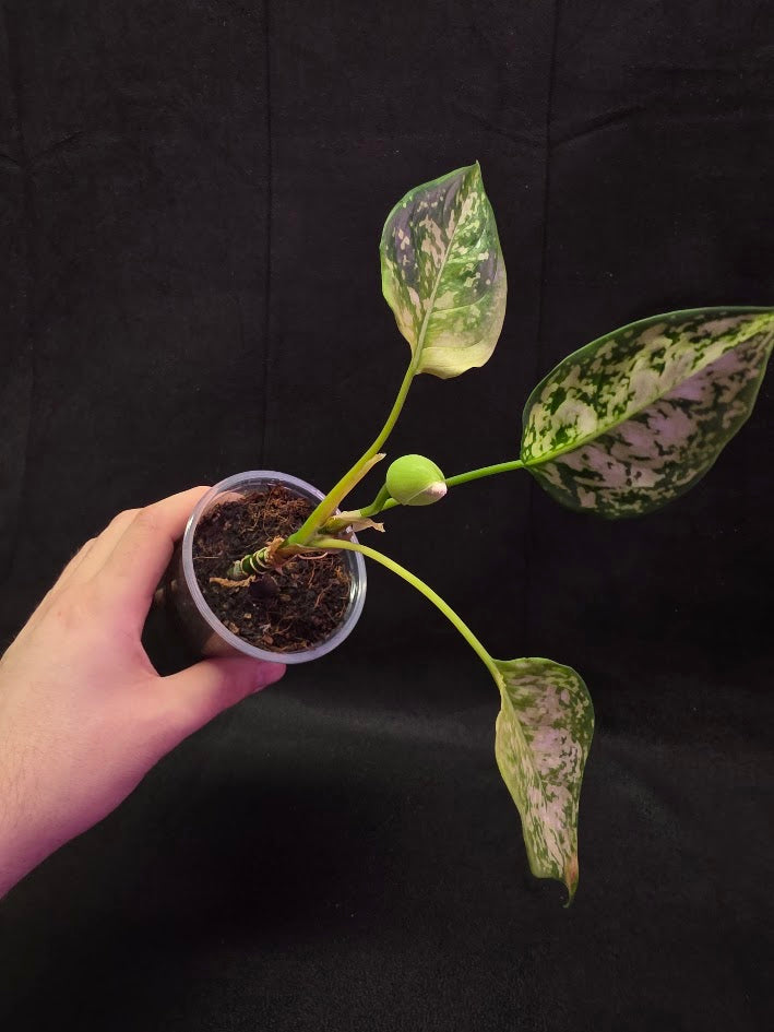 Aglaonema Bicolor #01