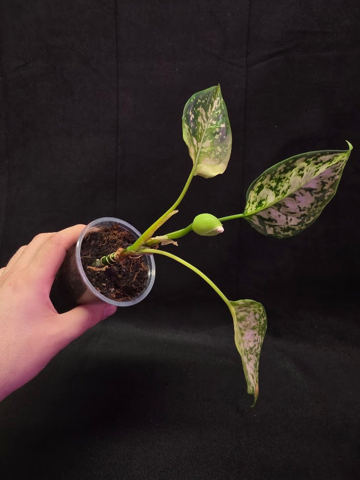 Aglaonema Bicolor #01