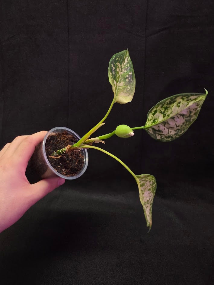 Aglaonema Bicolor #01
