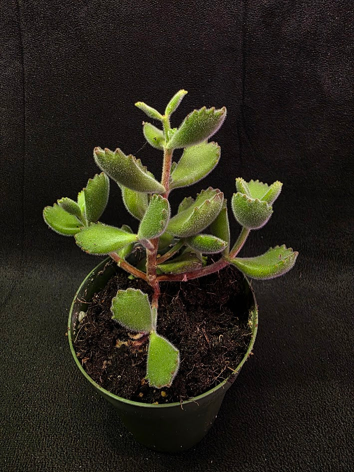 Bear Paw Succulent #01