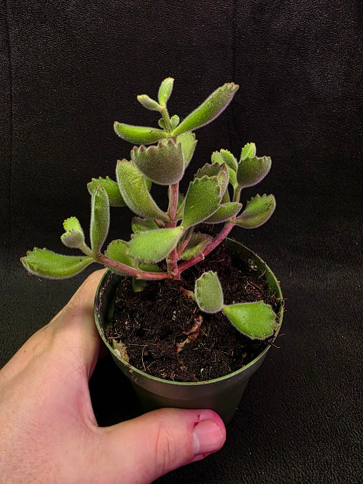 Bear Paw Succulent #01