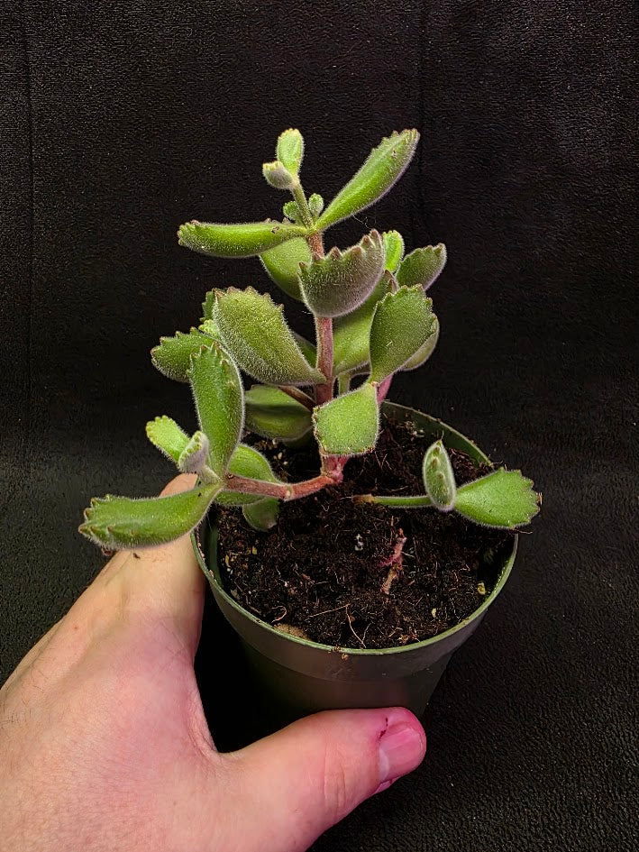 Bear Paw Succulent #01