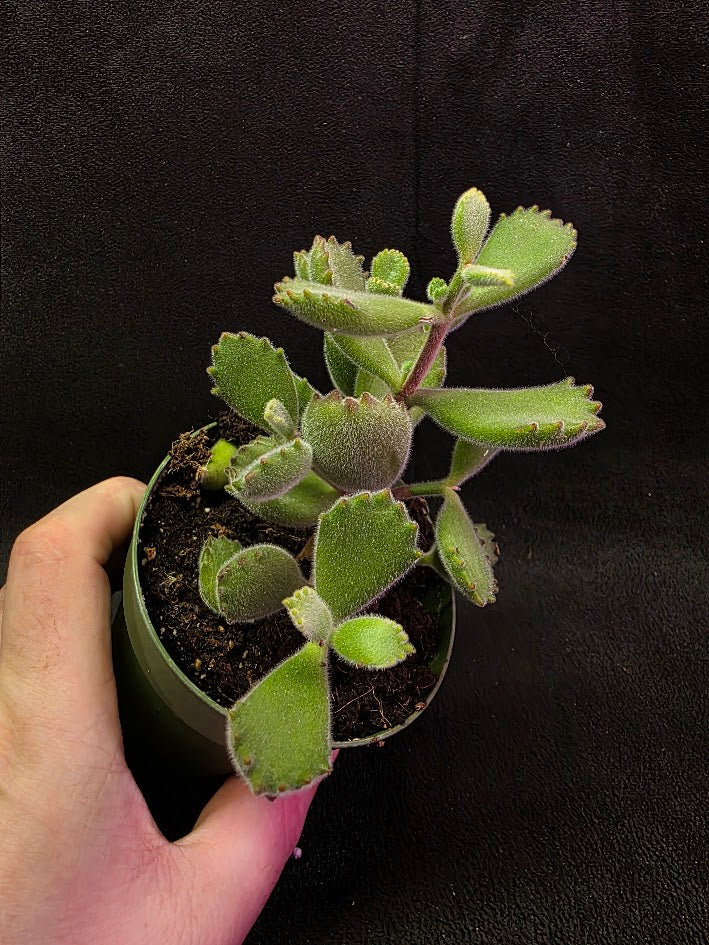 Bear Paw Succulent #01
