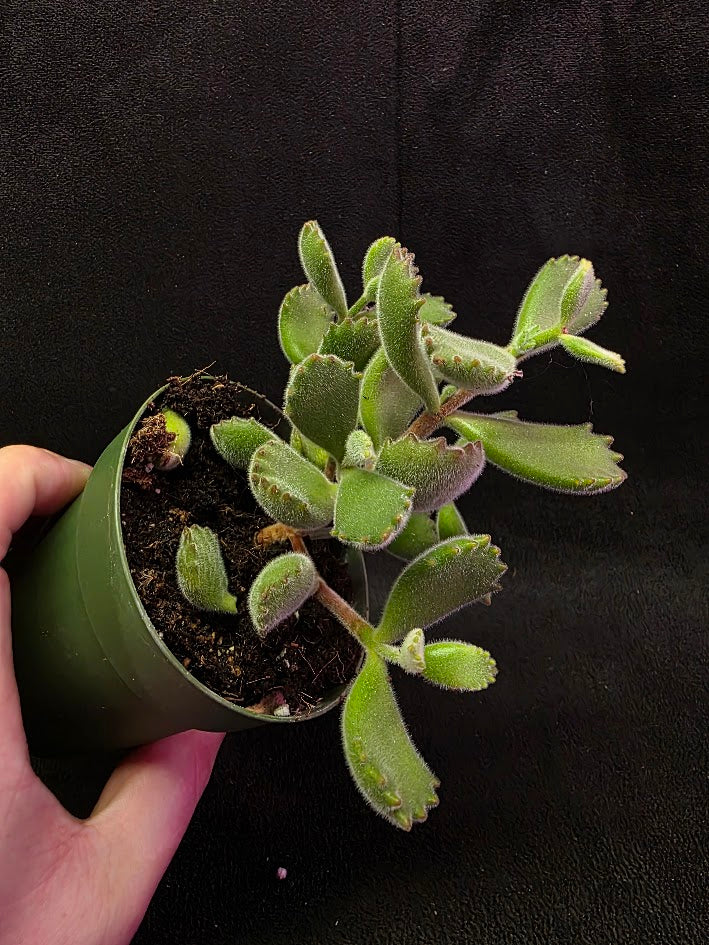Bear Paw Succulent #01