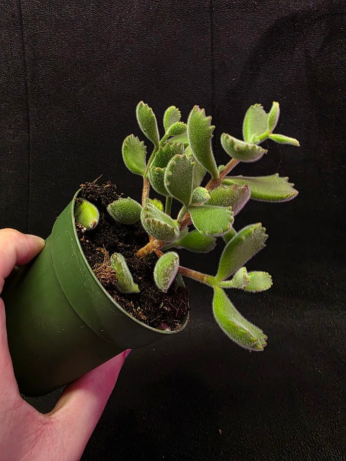 Bear Paw Succulent #01