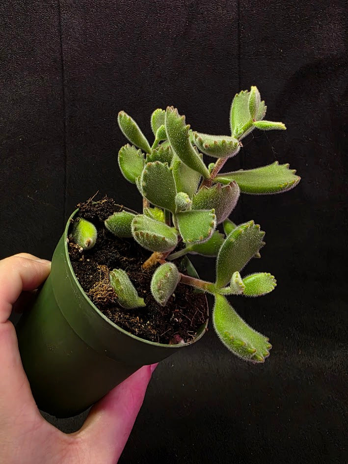 Bear Paw Succulent #01