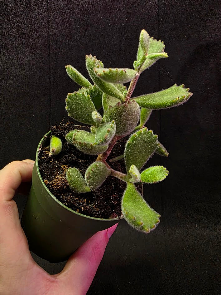 Bear Paw Succulent #01