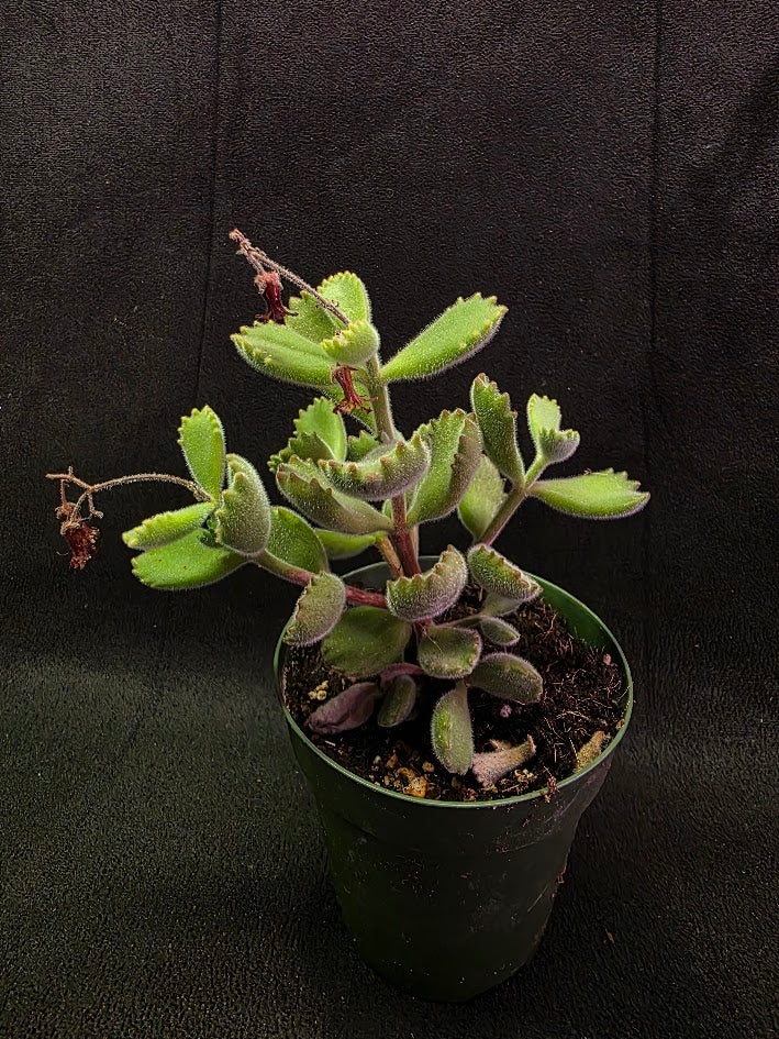 Bear Paw Succulent #02