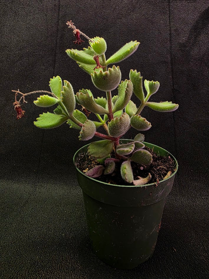 Bear Paw Succulent #02