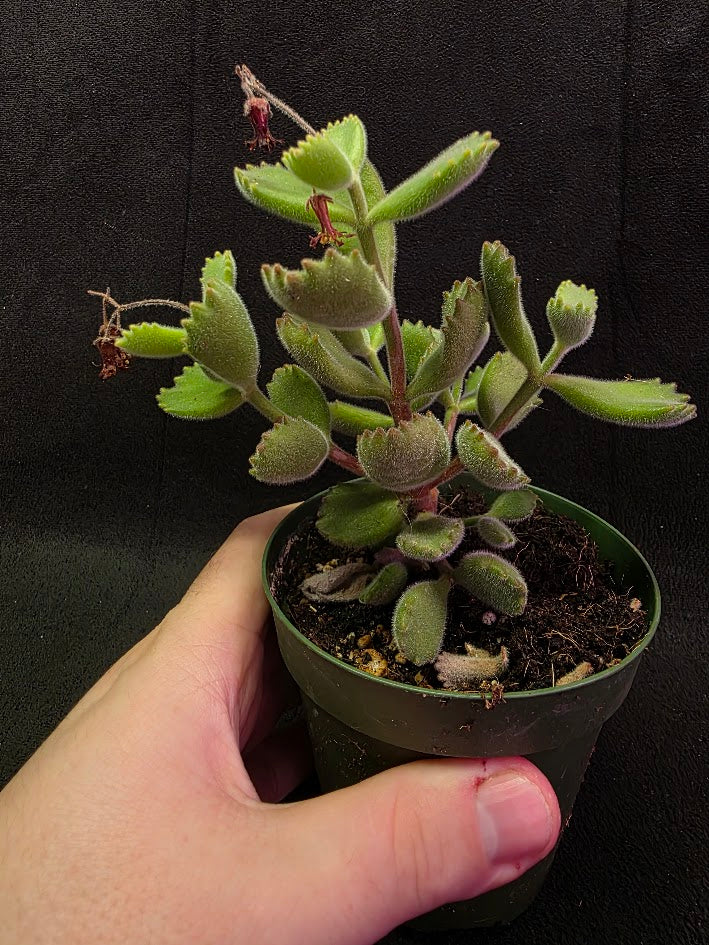 Bear Paw Succulent #02