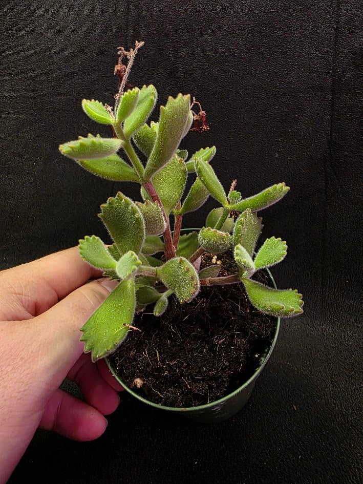 Bear Paw Succulent #02